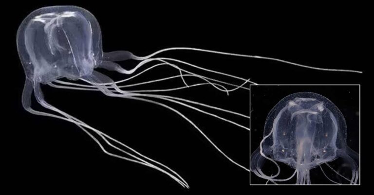 Ανακαλύφθηκε δηλητηριώδης μέδουσα με 24 μάτια – Άναυδοι οι επιστήμονες με το απόκοσμο πλάσμα