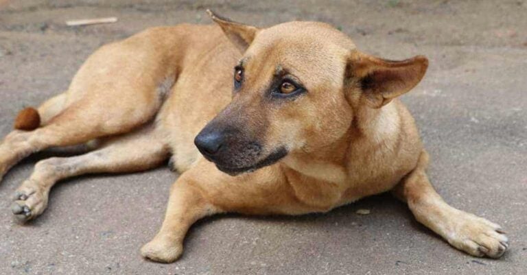 Θεσσαλονίκη: Πρόστιμο 30.000 ευρώ επειδή σκότωσε αδέσποτο σκύλo που του επιτέθηκε