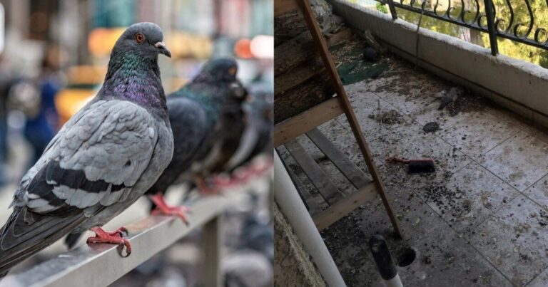 Περιστέρια στο μπαλκόνι; Το απλό κόλπο να τα διώξετε μια και καλή & να απαλλαγείτε από τις ενοχλητικές κουτσουλιές