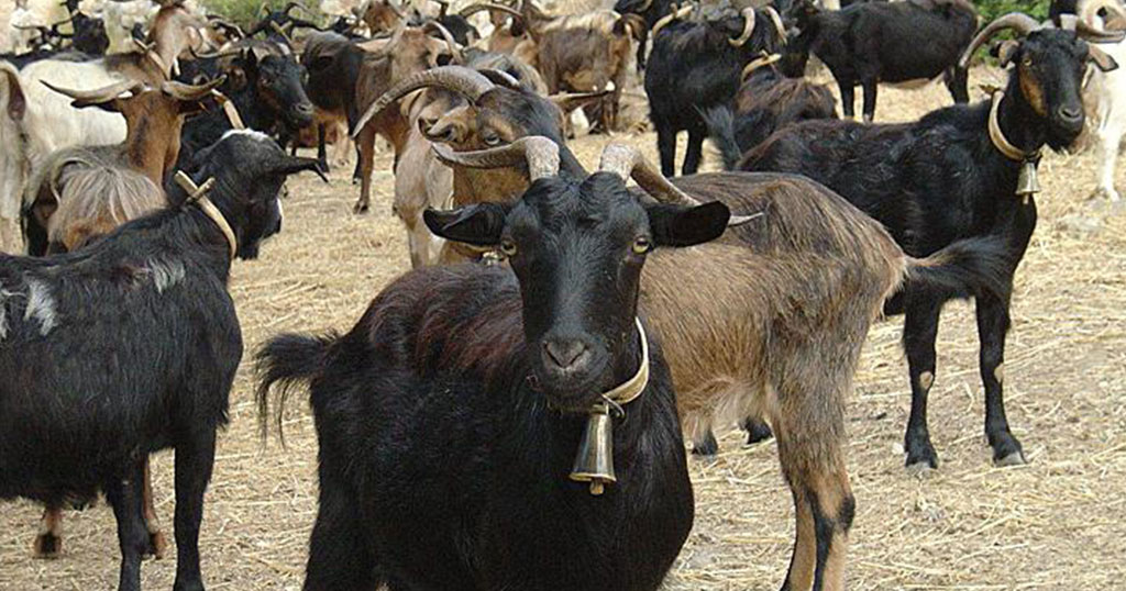 401ac67fdeb782c60897bd4d8c3a5c59 118