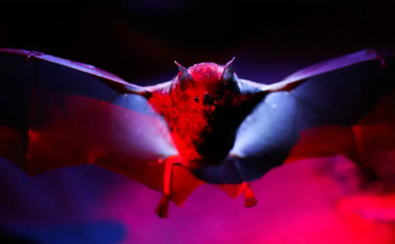 Νυχτερίδα: Εκτοπίζεται από βιότοπους σε όλο τον κόσμο σπέρνοντας κίνδυνο για νέα πανδημία 1 64637df5250000360039bb0d