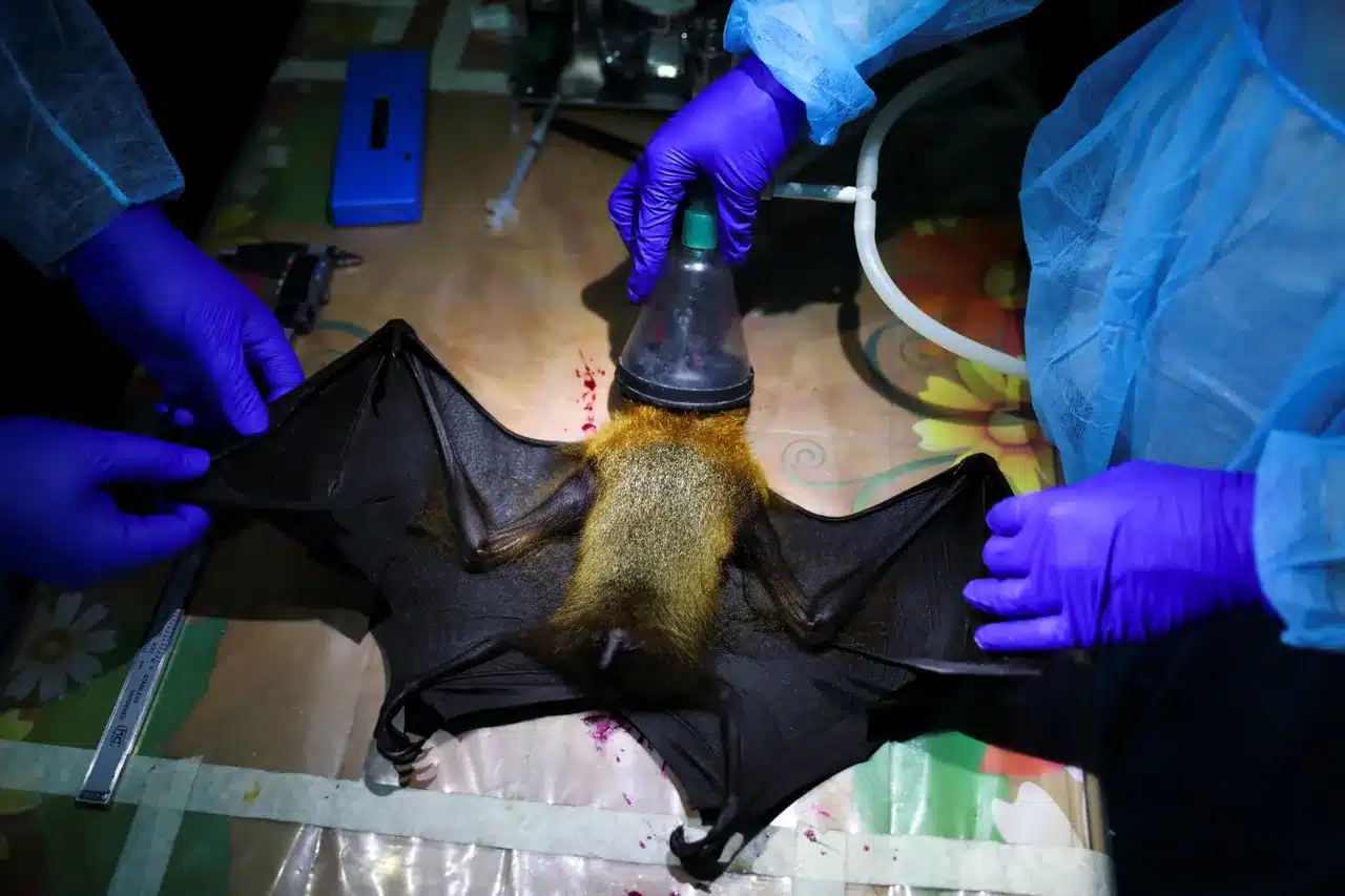 Νυχτερίδα: Εκτοπίζεται από βιότοπους σε όλο τον κόσμο σπέρνοντας κίνδυνο για νέα πανδημία 2 64637e7b26000034003f4f61