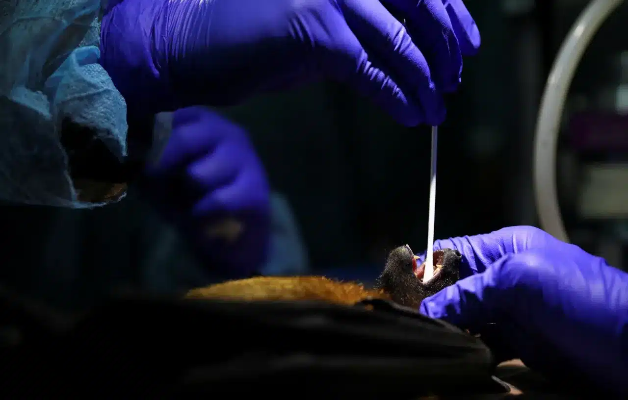 Νυχτερίδα: Εκτοπίζεται από βιότοπους σε όλο τον κόσμο σπέρνοντας κίνδυνο για νέα πανδημία 3 64637e9626000066007fc42d