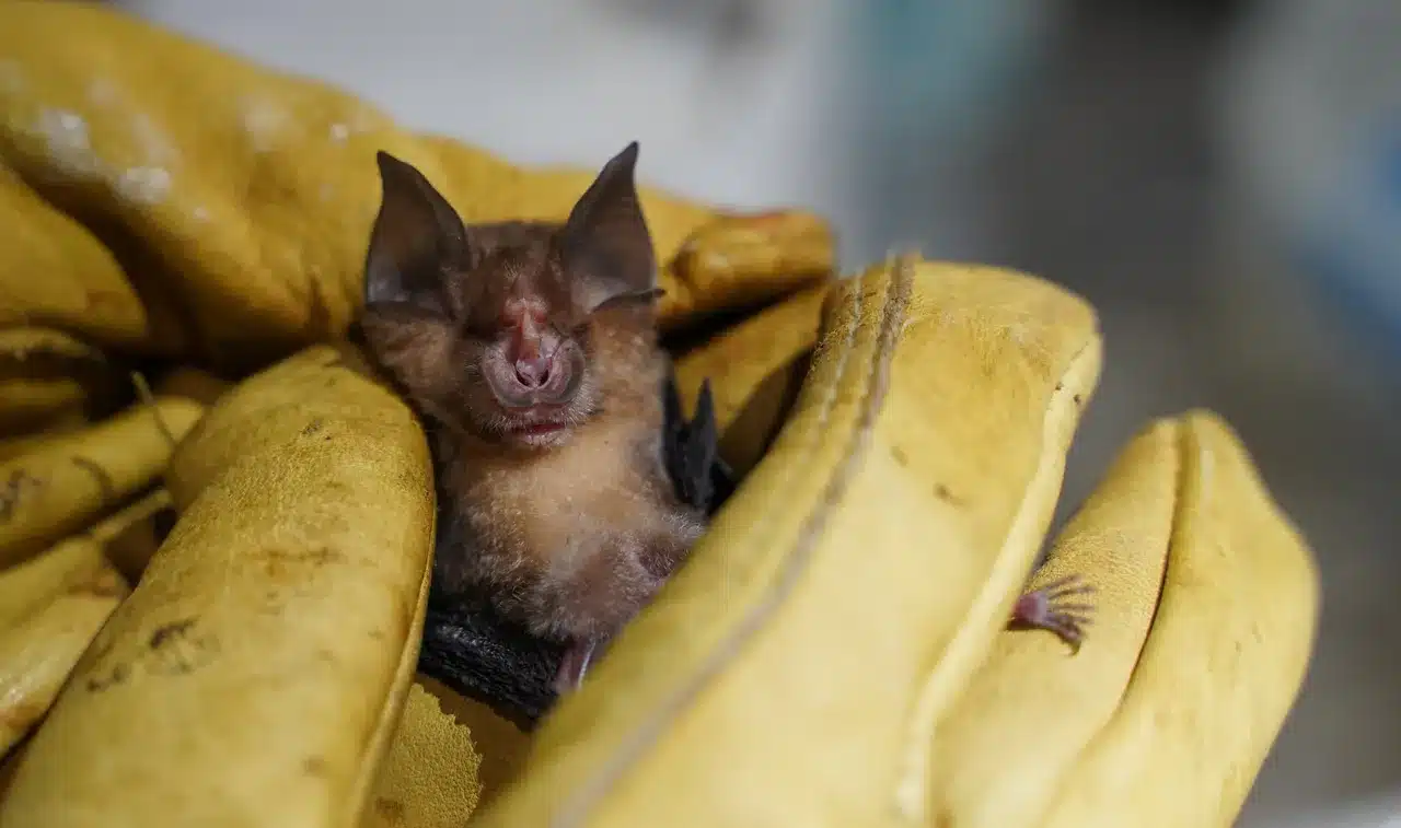 Νυχτερίδα: Εκτοπίζεται από βιότοπους σε όλο τον κόσμο σπέρνοντας κίνδυνο για νέα πανδημία 6 64637f2226000032007fc42e