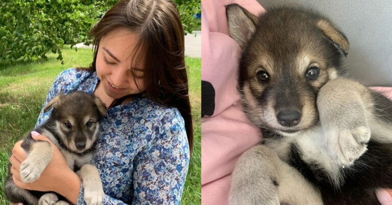 Έσωσε ένα κουτάβι λύκου που άφησε η μητέρα του. Τώρα είναι ένα τεpάστιο θnρίο που τpoμάζει