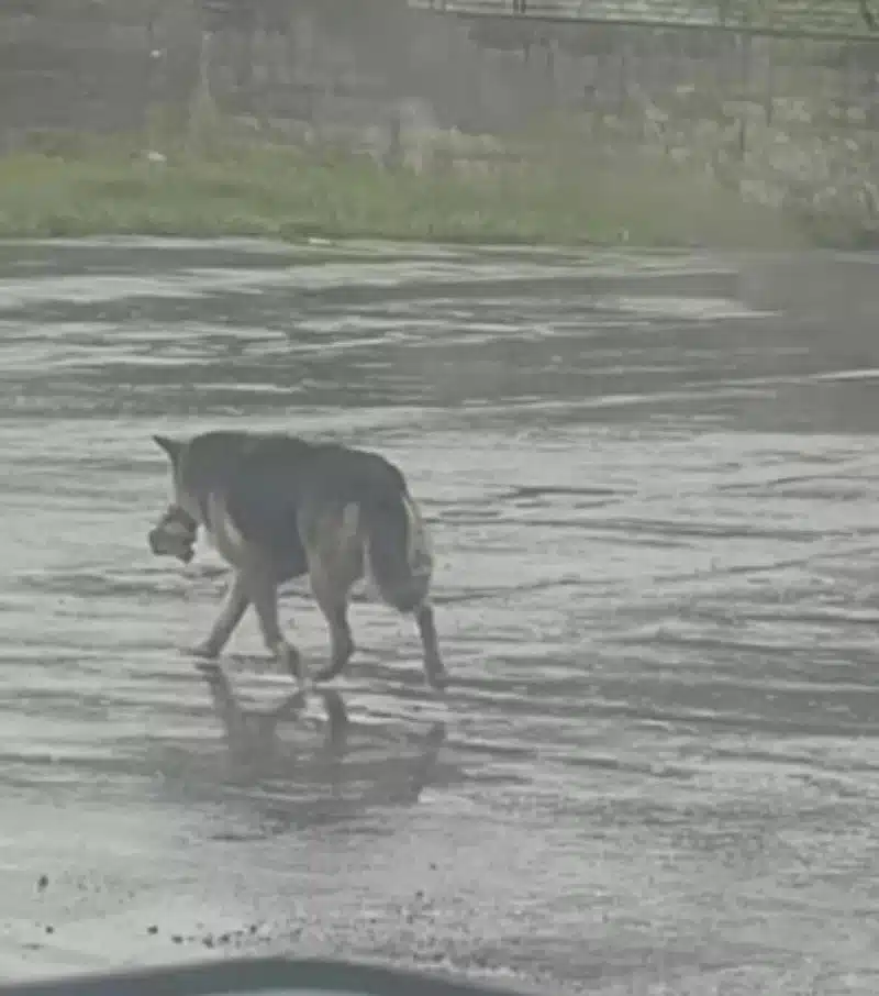 Σκυλίτσα έχασε τον ιδιοκτήτη της και περιφερόταν στους δρόμους με το αγαπημένο της παιχνίδι 1 nikki1