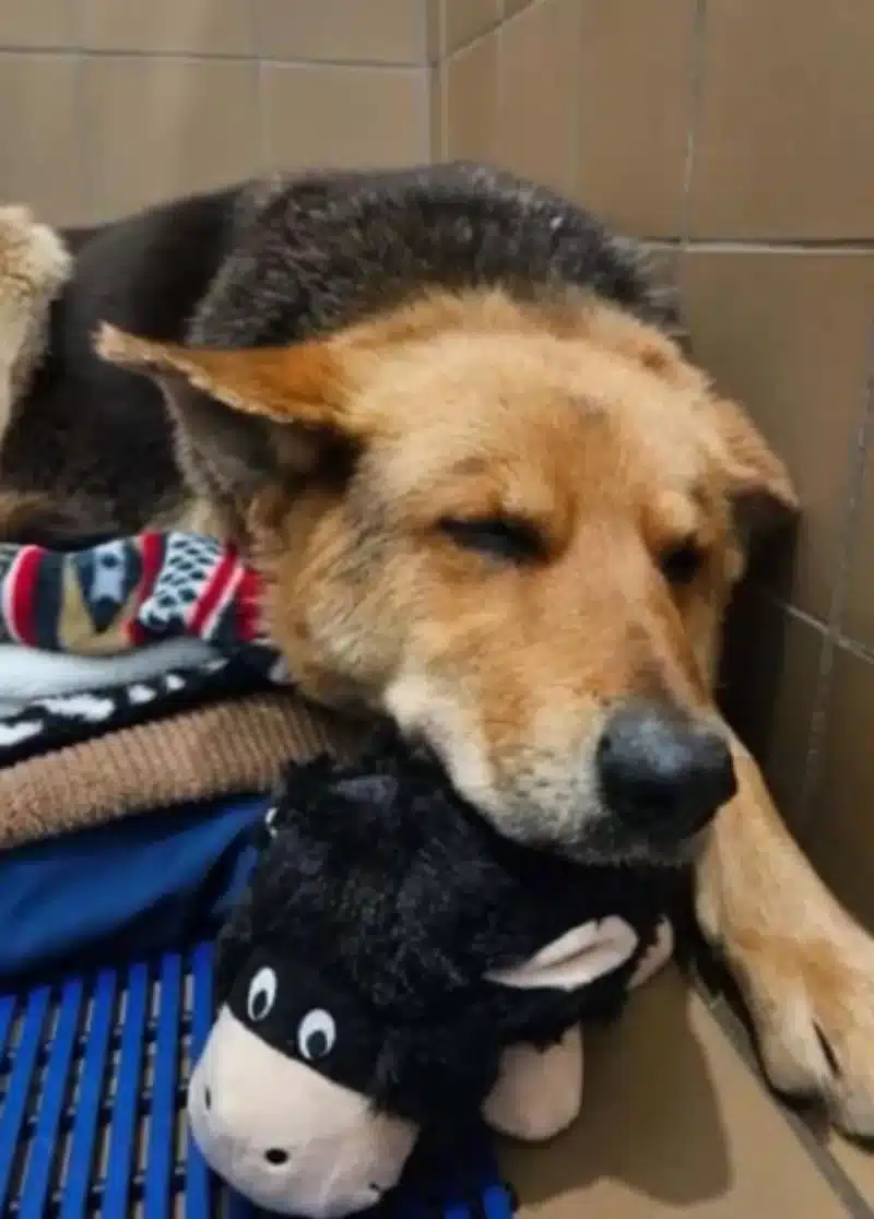 Σκυλίτσα έχασε τον ιδιοκτήτη της και περιφερόταν στους δρόμους με το αγαπημένο της παιχνίδι 3 nikki2