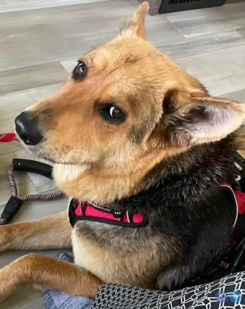 Σκυλίτσα έχασε τον ιδιοκτήτη της και περιφερόταν στους δρόμους με το αγαπημένο της παιχνίδι 4 nikki3