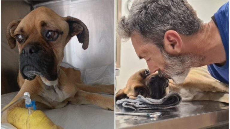 «Συγγνώμη κοριτσάκι μου για το είδος μας»: Πέθανε η Νίκη, η σκελετωμένη σκυλίτσα που είχε βρεθεί αλυσοδεμένη