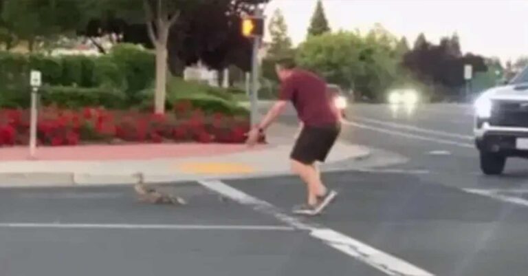 Ασύλληπτη τραγωδία: Βοήθησε τις πάπιες… όλοι τον χειροκροτούσαν αλλά τον σκότωσε αυτοκίνητο