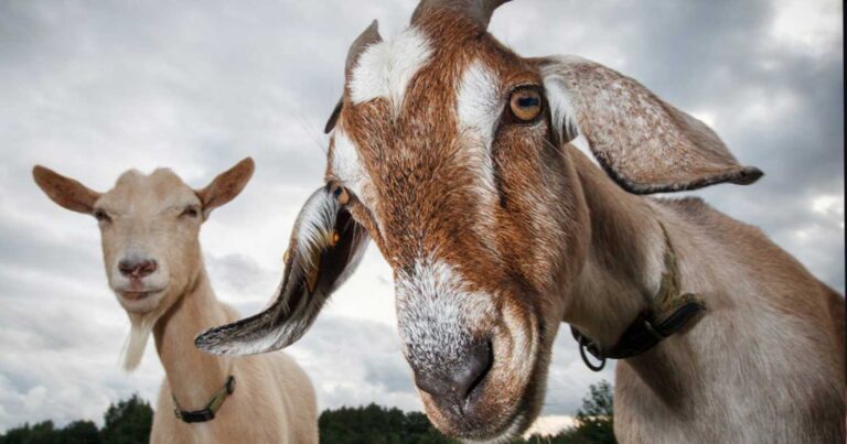 Η Ελλάδα είναι πρώτη στην Ευρώπη σε πληθυσμό γιδιών