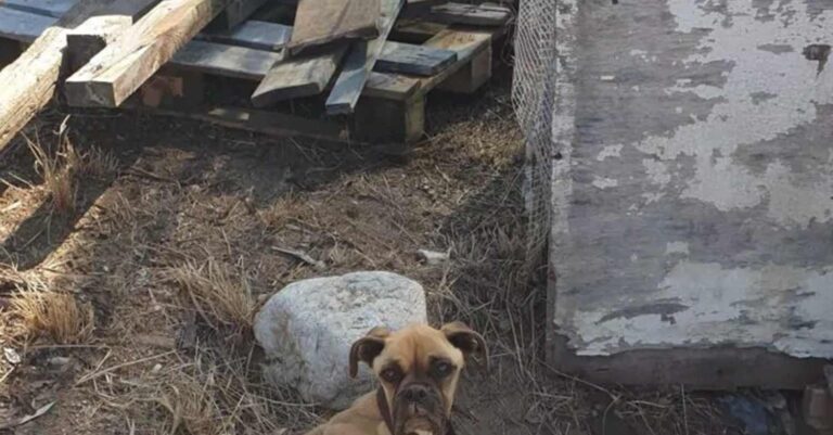 Φρίκη στη Ηλεία: Σκύλος βρέθηκε σκελετωμένος και αλυσοδεμένος, «είδαμε μόνο κόκκαλα και δέρμα»