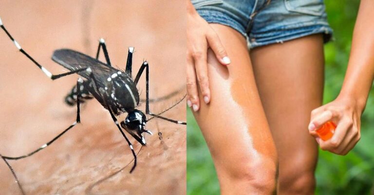 Μετά τις βροχές έρχονται τα κουνούπια: Ανησυχία για τη διάδοση μολυσματικών ασθενειών