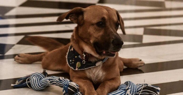 Εκλογές 2023: Ο Peanut μετακομίζει στα γραφεία της ΝΔ – Γίνεται… κομματόσκυλο