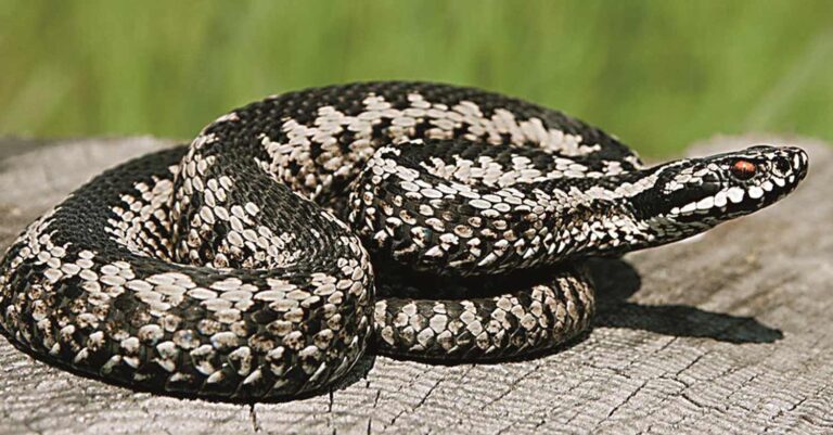 Τι θα πρέπει να κάνετε αν δείτε φίδι στο σπίτι ή στην αυλή σας;