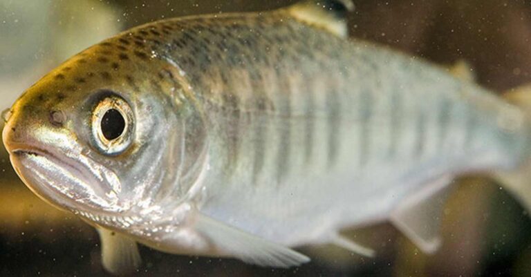 Σάλος στην Κάρπαθο: Μάγειρας βάζει ζωντανά τα ψάρια στο τηγάνι που σπαρταρούσαν