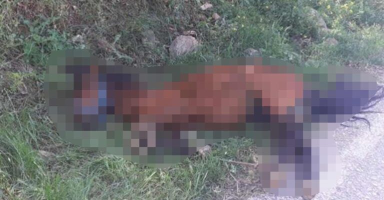 Τζια: Οργή για την άγρια κακοποίηση αλόγου – «Κρεμόταν σε πλαγιά εξαντλημένο»