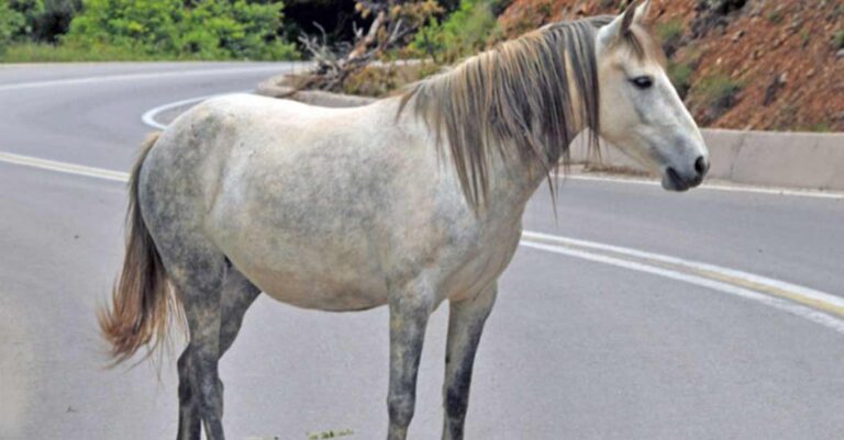Τζια: Κρέμασαν δεμένο άλογο σε πλαγιά και το άφησαν να αργοσβήνει