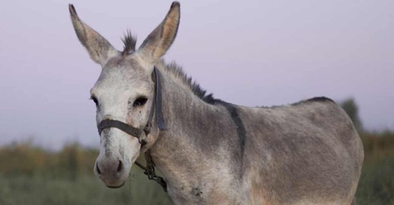 Σάλος στο Κορωπί: Παράτησαν γαϊδουράκι δεμένο, μπλέχτηκε στο σχοινί του και πέθανε