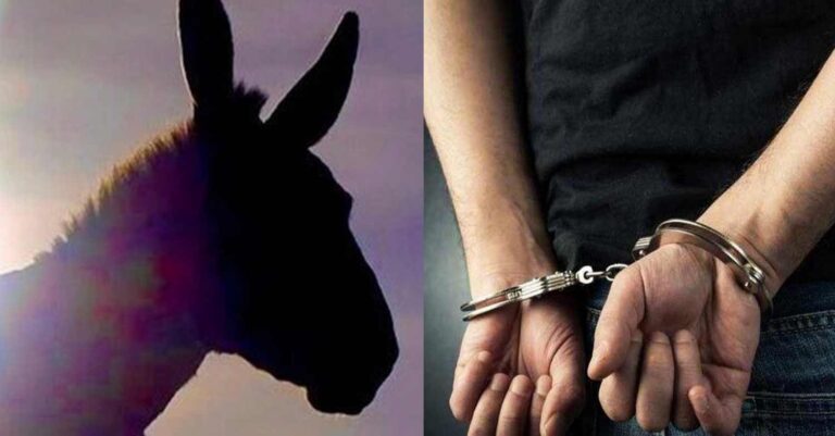 Κορωπί: Συνελήφθη ο ιδιοκτήτης που άφησε το γαϊδουράκι δεμένο και πέθανε