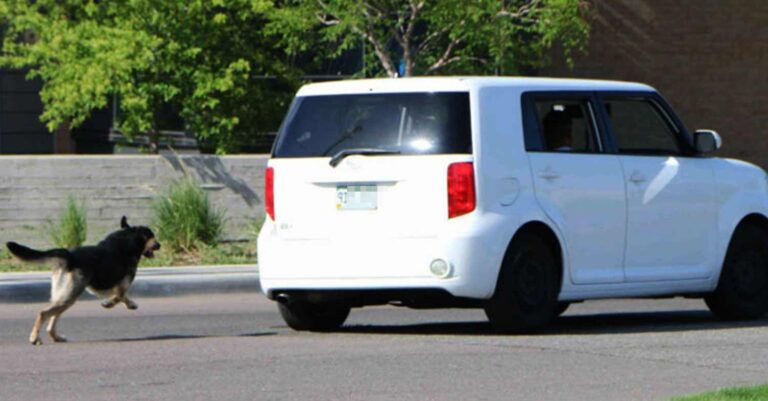 Γιατί τα σκυλιά κυνηγούν τα αυτοκίνητα και τις μηχανές;