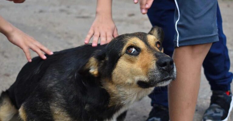 Κτηνωδία στα Φιλιατρά: Κpέμασε τον σκύλο σε δέντρο και χόρευε γύρω του μετά τον θάνατό του