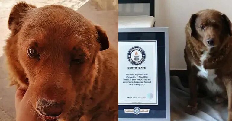 Ο Μπόμπι είναι ο γηραιότερος σκύλος του κόσμου – Έγινε 31 ετών και ετοιμάζεται για πάρτι