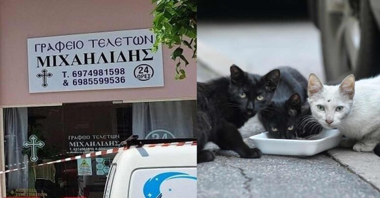 Θεσσαλονίκη: Τον ξυλοκόπησαν μέχρι θανάτου επειδή τάιζε αδέσποτες γάτες