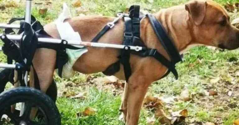 Κρήτη: Έφτιαξε αμαξίδιο ώστε ανάπηρος σκύλος να μπορεί να ακολουθεί τον ιδιοκτήτη του στα χωράφια – Το έστειλε από το Ίλιον