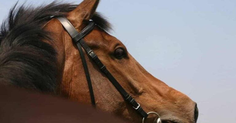 Αποτρόπαιο θέαμα στην Πάρνηθα: Βρέθηκαν νεκρά άλογα σε γκρεμό – Προσοχή σκληρές εικόνες