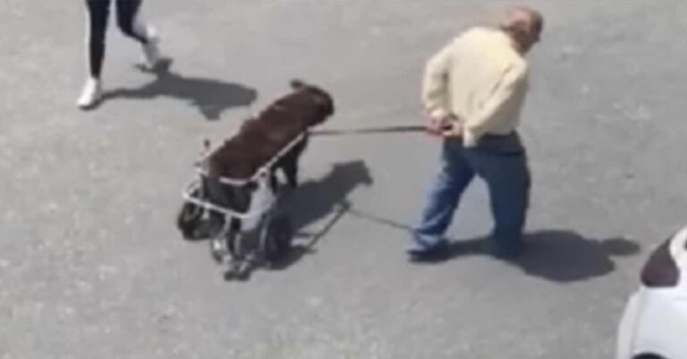 Ηράκλειο: Δώρο καροτσάκι για τον ανάπηρο σκύλο που είχε προκαλέσει μεγάλη συγκίνηση