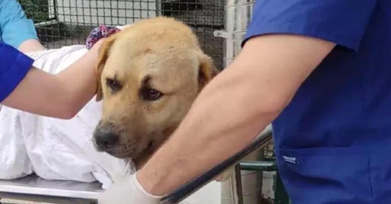 Ασυνείδητος χτύπησε με ΙΧ γνωστό αδέσποτο σκύλο στη Θεσσαλονίκη και τον εγκατέλειψε