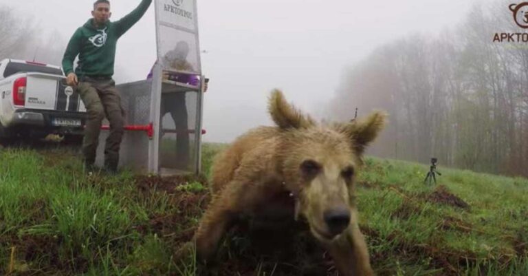 Αρκτούρος: Ο Θωμάς επέστρεψε στη φύση – Είχε βρεθεί ορφανός το 2022