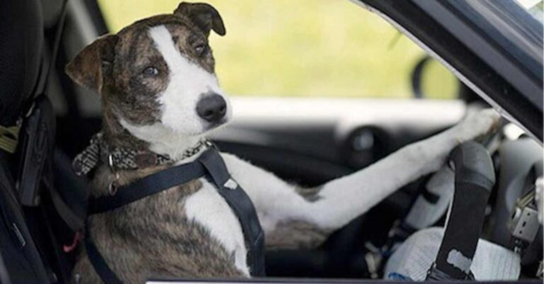 Μεθυσμένος έβαλε τον σκύλο του στο τιμόνι μήπως γλιτώσει το πρόστιμο