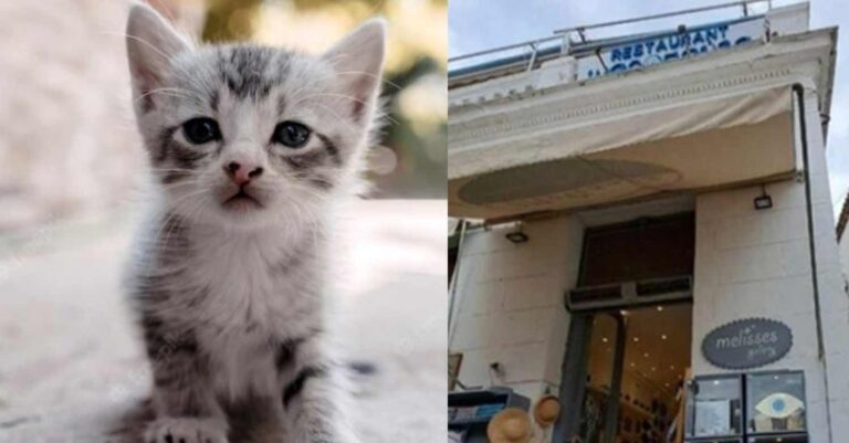 Ύδρα: Πρόστιμο 15.000 ευρώ στον 58χρονο που πέταξε γατάκι από τον πρώτο όροφο ταβέρνας