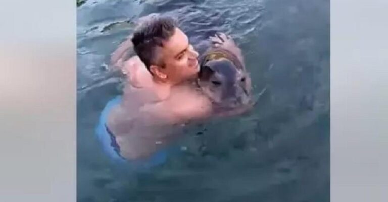 Μωρό φώκια παίζει και κάνει «αγάπες» με κολυμβητή στην Αλόννησο
