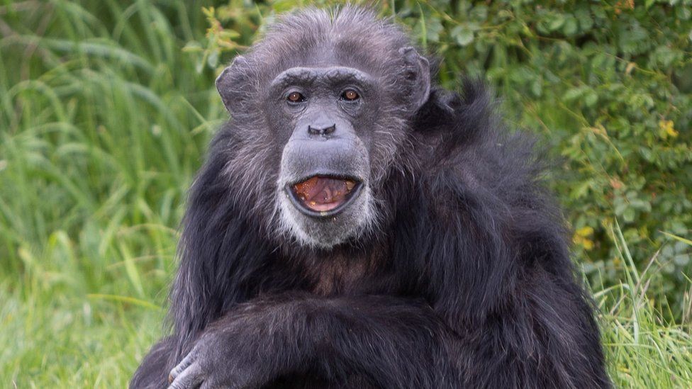 129996435 092627.animals koko 10251881 pictures pri13 b79984b47b048955874a3c346ace8fdadf0560fb