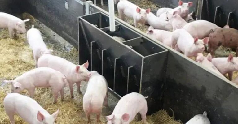 Συναγερμός στις Σέρρες: Εντοπίστηκαν κρούσματα αφρικανικής πανώλης των χοίρων