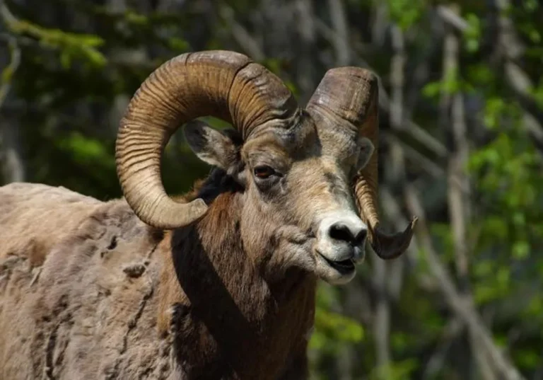 Καβάλα: Ανατροπή με τον θάνατο της 68χρονης κτηνοτρόφου; Μπορεί να την σκότωσε και το ίδιο το κριάρι της