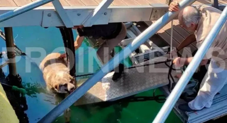 Καβάλα: Ασυνείδητος κλώτσησε και έριξε αδέσποτο σκύλο στη θάλασσα – Σώθηκε από τους περαστικούς