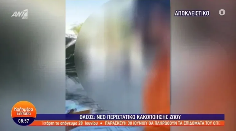 Θάσος: Δελέασε μια γατούλα με μεζέ και τη χτύπησε στο κεφάλι – Νέο αισχρό περιστατικό κακοποίησης ζώου