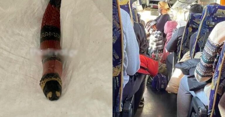 Επιβάτιδα ξέχασε το… φίδι της σε λεωφορείο του ΚΤΕΛ Φλώρινας και όταν το είδαν οι άλλοι έγινε της… ζούγκλας!