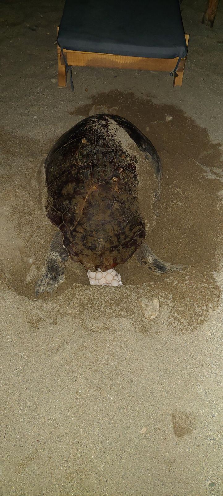 355711650 10160411819741855 1176851196195606580 n 1