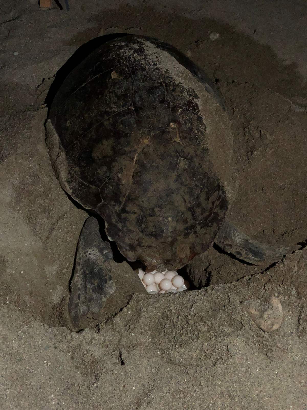 356047882 10160411819706855 3852483549863424665 n