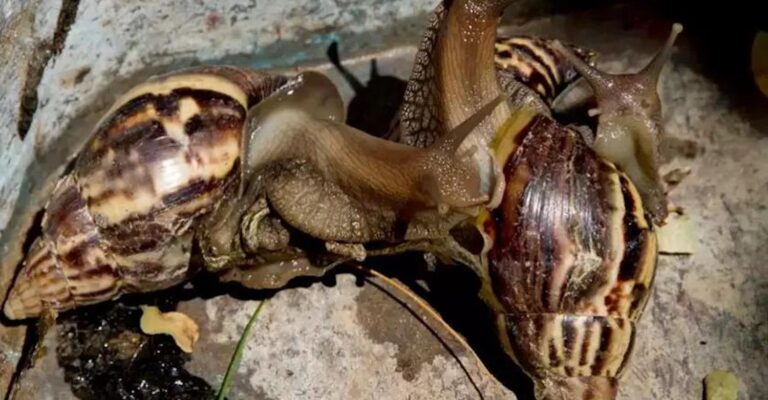 Συναγερμός με γιγάντια σαλιγκάρια στη Φλόριντα: Τρώνε μέχρι και πινακίδες και απειλούν τον άνθρωπο