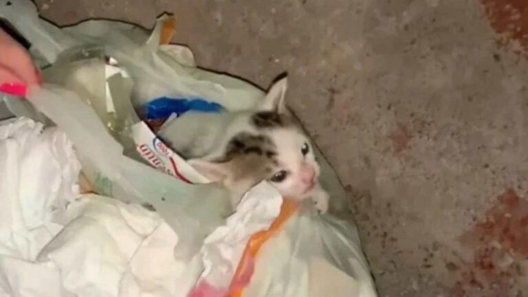 Σπαρακτικό βίντεο στην Ιτέα: Περαστικοί έσωσαν γατάκι από βέβαιο θάνατο – Το είχαν πετάξει στα σκουπίδια