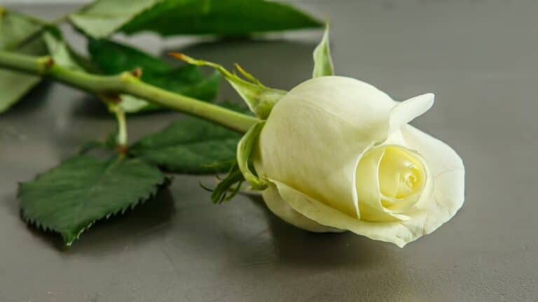 Η απώλεια του γονιού, δεν ξεπερνιέται ποτέ