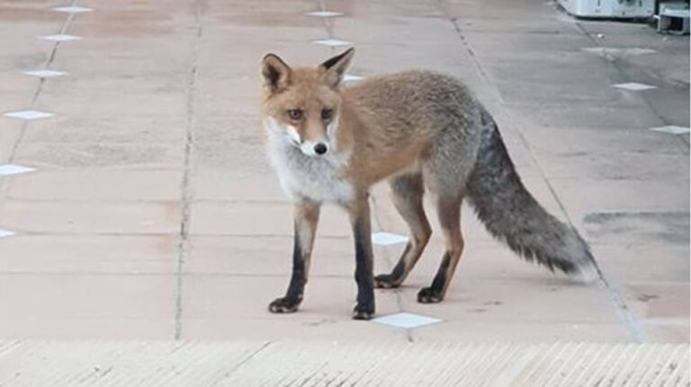 Αλεπουδάκι έκανε την εμφάνιση του σε περιοχή της Αθήνας
