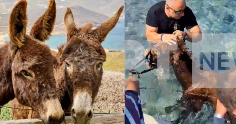 Kάρπαθος: Έσωσαν δια θαλάσσης για δύο γαϊδουράκια που εγκλωβίστηκαν σε παραλία