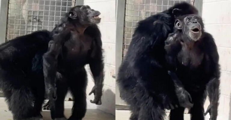 Δάκρυσαν όλοι: Χιμπατζής 29 χρόνια φυλακισμένος, αντικρίζει 1η φορά τον ουρανό & η αντίδραση του είναι ανεκτίμητη